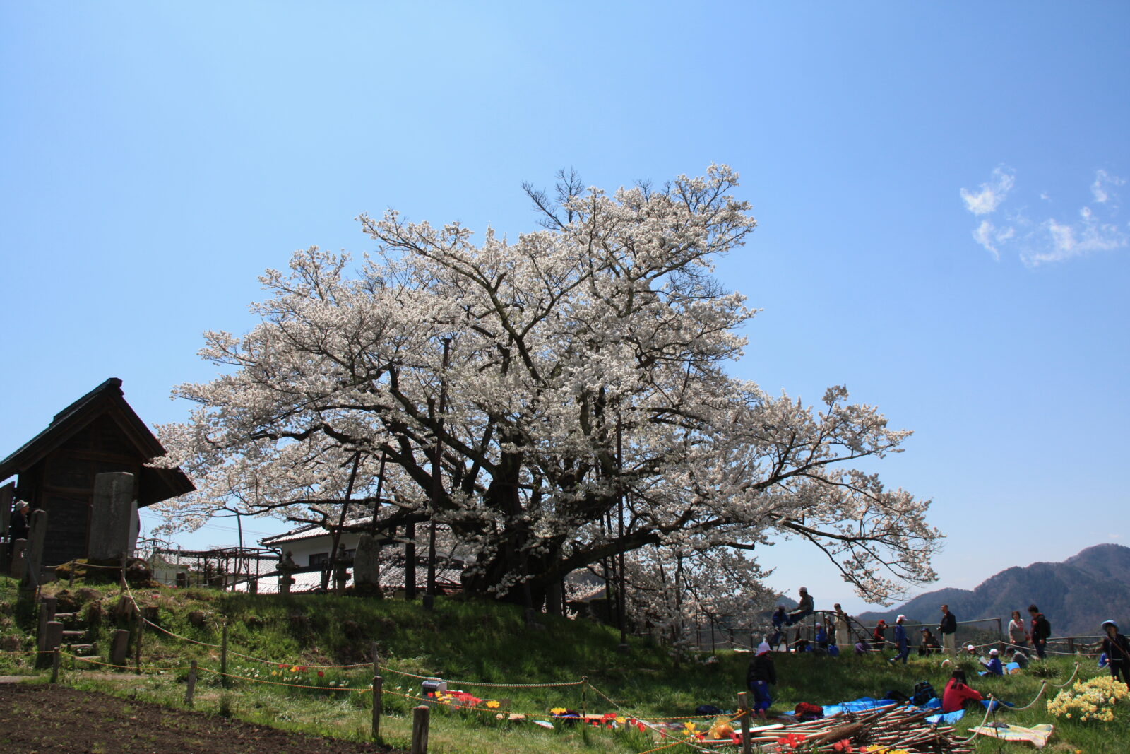 素桜神社の神代桜